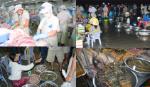 Sản lượng thủy sản cả nước năm 2013 ước đạt gần 6 triệu tấn