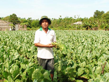 Ông Phạm Văn Dẫn đang chăm sóc 2 công cải.