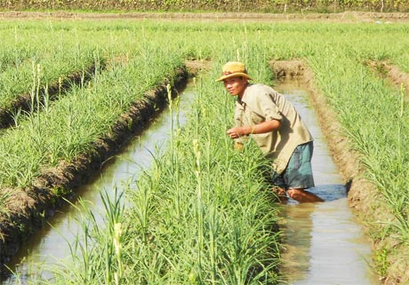 Nông dân xã Nhị Mỹ tích cực chăm sóc vụ huệ Tết.