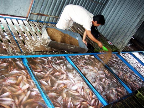 Ngành Thủy sản phải trải qua chặng đường đầy chông gai để đạt được mục tiêu phát triển bền vững.