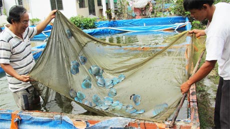 Ông Nguyễn Văn Huế (trái) đang kiểm tra đàn cá dĩa hậu bị.