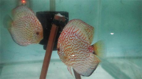 Cặp cá dĩa Bồ câu đang chăm sóc đàn con mới nở.
