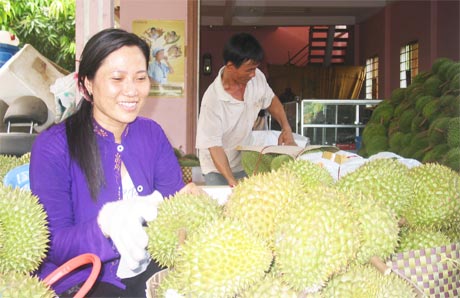 Sầu riêng Cai Lậy.