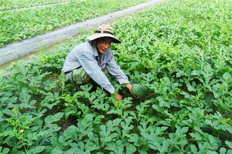 Anh Nguyễn Hoàng Tâm bên ruộng dưa.