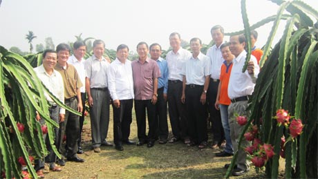 Lãnh đạo tỉnh và huyện khảo sát vùng Dự án thanh long Chợ Gạo.