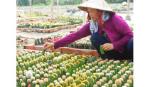 Thu nhập ổn định từ xương rồng kiểng