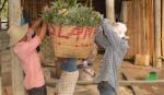 Các vùng chuyên canh mang lại hiệu quả kinh tế - xã hội cao