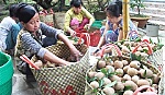 Nhà vườn kỳ vọng vào mùa trái cây Tết
