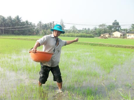 Nông dân xã Thạnh Nhựt (Gò Công Tây) chăm sóc lúa đông xuân 2013-2014.