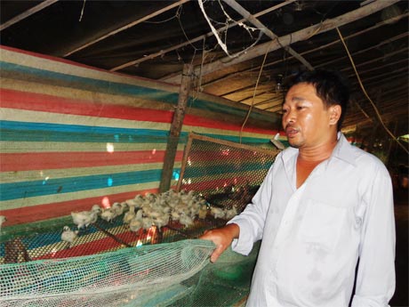 Anh Nguyễn Thanh Phong chăm sóc đàn gà, nguồn  thu nhập chính của gia đình. 