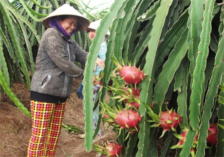 Cần nâng cao chất lượng trái mới đảm bảo lợi thế xuất khẩu của thanh long Việt Nam.