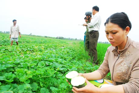 Bà Trần Thị Thanh Nhã phản ánh giống dưa “lạ” với các ngành chức năng.