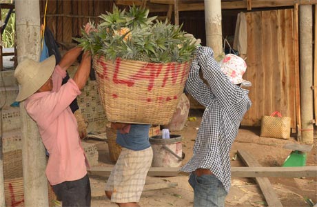 Khóm - trái cây chủ lực của huyện Tân Phước. Ảnh: Vân Anh