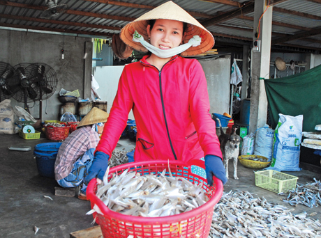 Sau khi thành phẩm, khô cá đổng được  đưa đi  tiêu thụ khắp  các chợ.