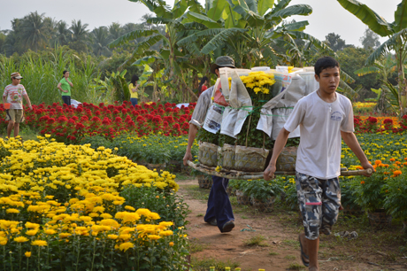Vận chuyển từ vườn ra lộ.