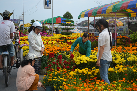 Bà con đang lựa những chậu hoa đẹp và ưng ý cho mình trong dịp Tết.