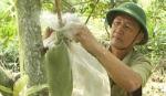 Hội Cựu chiến binh xã Mỹ Đức Tây:Giúp nhau phát triển kinh tế gia đình