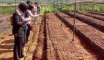 Tận dụng lợi thế để phát triển cây ca cao bền vững