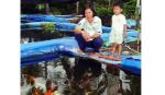 Nghề nuôi cá cảnh và những bước thăng trầm