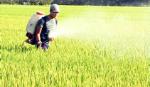 Chủ động phòng, chống dịch bệnh để vụ lúa đông xuân bội thu