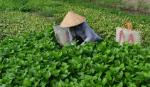 Chính sách về giảm nghèo đã đi vào cuộc sống