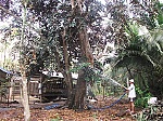 Về Vĩnh Kim, nghe kể chuyện vú sữa Lò Rèn