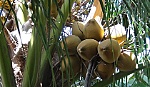 Dừa uống nước tăng giá