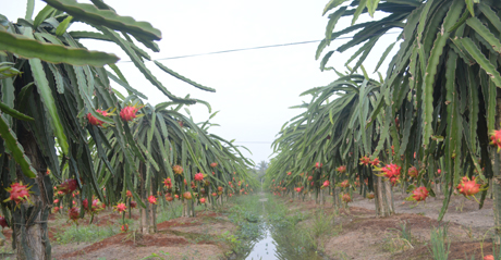 Vườn thanh long tại Chợ Gạo. Ảnh: Như Lam