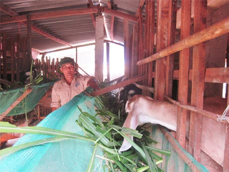 Nhờ nguồn vốn vay 20 triệu đồng của Hội mà ông Vũ Duy Sáng thoát nghèo.