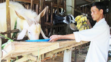 Anh Nguyễn Hồng Phước chăm sóc dê giống Saanen siêu nạc.