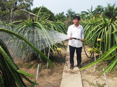 Anh Lê Minh Hoàng, ấp Phú Lợi C đang chăm sóc thanh long.