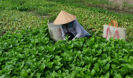 Nhờ chính sách giảm nghèo của Nhà nước, nhiều hộ gia đình nông thôn đã vươn lên thoát nghèo. Ảnh: Vân Anh