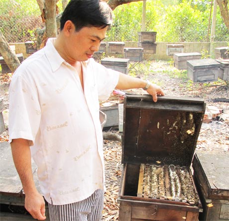 Hộ nuôi gia công cho cơ sở Tiến Phát kiểm tra tình trạng đàn ong tại thùng nuôi.