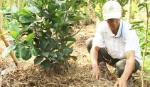 Ông Nguyễn Thanh Tao: Tấm gương vượt khó, làm giàu