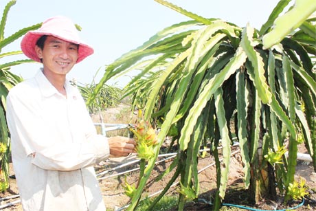Anh Võ Duy Quang (con của chú Thanh) đang chăm sóc thanh long.