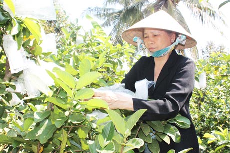 Bà Ngọc Anh đang chăm sóc ổi.