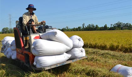 Giá giảm thấp cùng với việc tiêu thụ sẽ gặp nhiều khó khăn là nhận định được đưa ra ngay trước thời điểm chuẩn bị thu hoạch vụ lúa đông xuân 2014-2015.