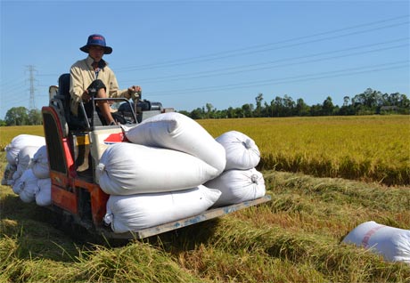 Thu hoạch lúa đông xuân tại xã Nhị Mỹ, huyện Cai Lậy. Ảnh: Vân Anh
