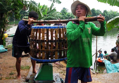 Giá cá tra nguyên liệu chế biến xuất khẩu trên thị trường được DN thu mua tăng trở lại (ảnh chụp ấp Bình, xã Hòa Hưng, huyện Cái Bè).