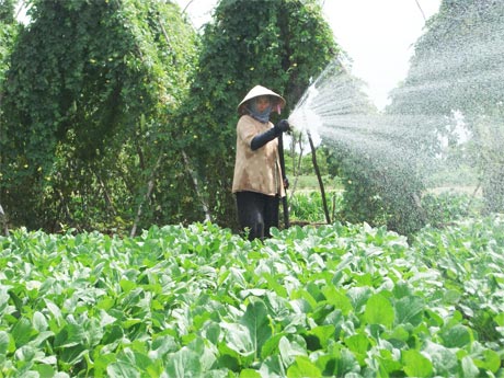 Mô hình sản xuất rau đạt tiêu chuẩn VietGAP của Tổ hợp tác sản xuất rau Thuận Hòa ( xã Long Thuận, TX. Gò Công) do Sở NN&PTNT và Viện Cây ăn quả miền Nam thực hiện.