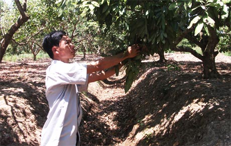 Vườn nhãn của anh Lê Hoàng Anh (ấp Bà Lắm, xã Phú Thạnh) bị khô hạn mấy tháng qua và tình hình này còn tiếp tục cho đến hết mùa khô.