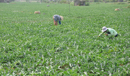 Chăm sóc ruộng dưa