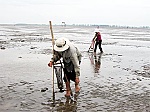 Không nên thả tôm, nghêu giống trong giai đoạn thời tiết nắng nóng