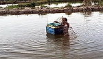 Để mô hình nuôi tôm quảng canh cải tiến phát triển bền vững
