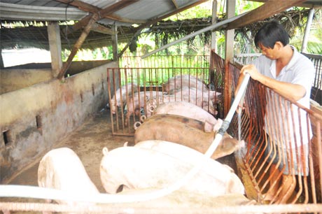 Người chăn nuôi phải cho heo uống nước sạch trong mùa nắng.
