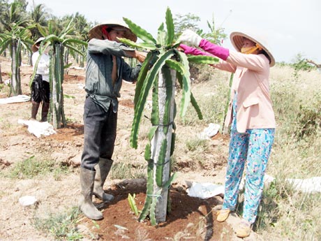 Ông Trần Minh Hoàng, ấp Tân Bình 1, xã Tân Thuận Bình chăm sóc vườn thanh long mới trồng.