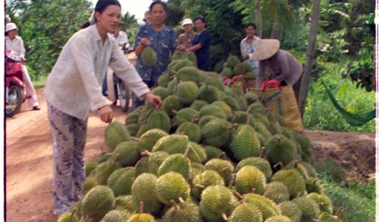 Những năm qua, phong trào “Nông dân thi đua SXKD giỏi” được nông dân huyện Cai Lậy tích cực hưởng ứng.                 Ảnh: T.V