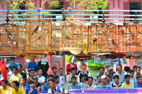 Liên hoan tiếng hót chim cảnh.