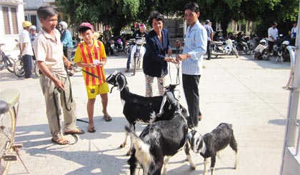 Hộ nghèo của xã Tân Thới nhận dê giống.