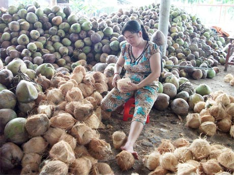 Giá dừa mới có xu hướng phục hồi trong vài ngày qua sau khi đột ngột giảm nhạnh.
